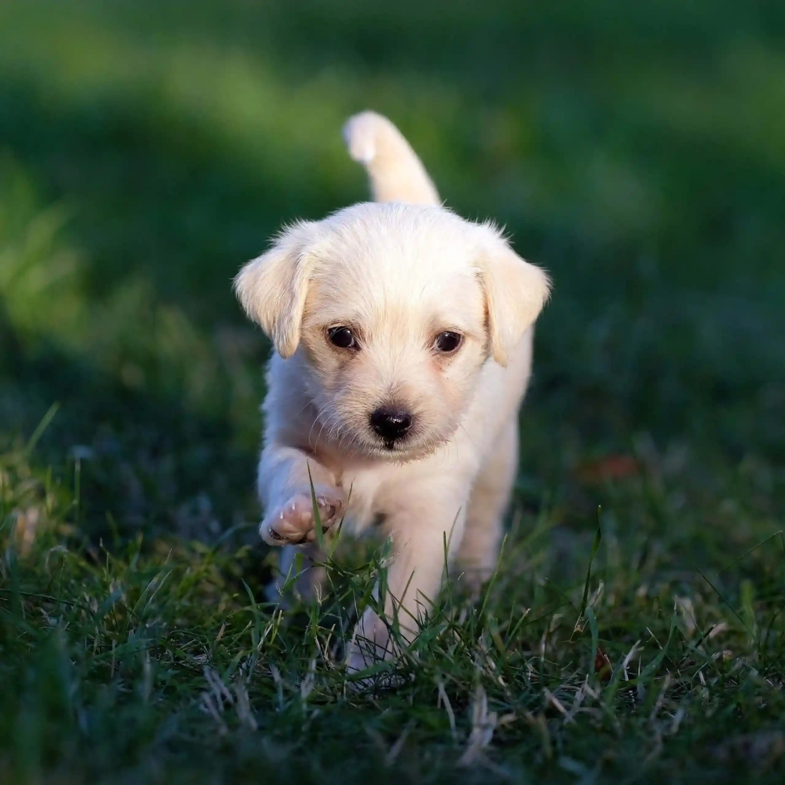 Âge du chien en années humaines