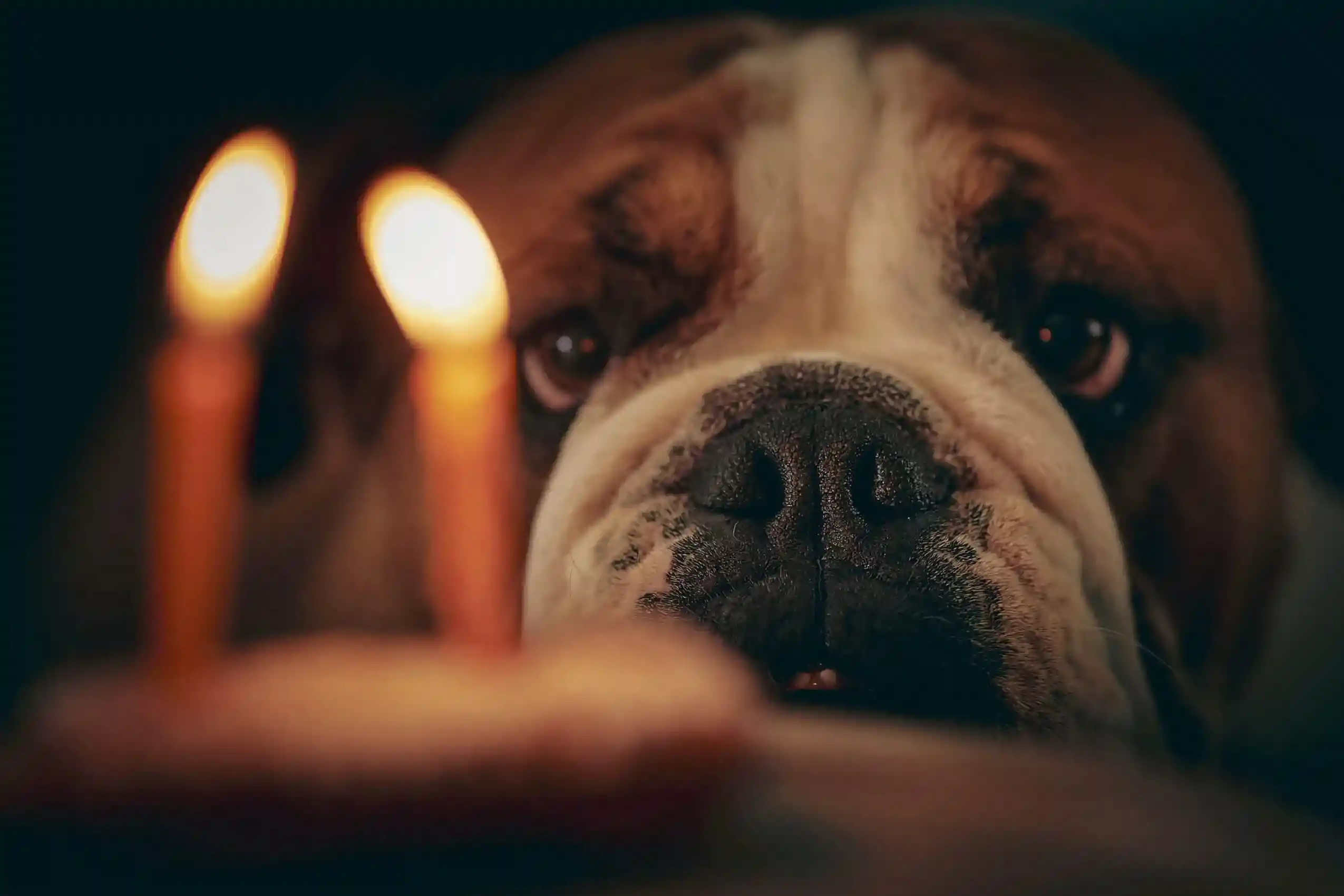 Fórmula tradicional para calcular la edad de un perro