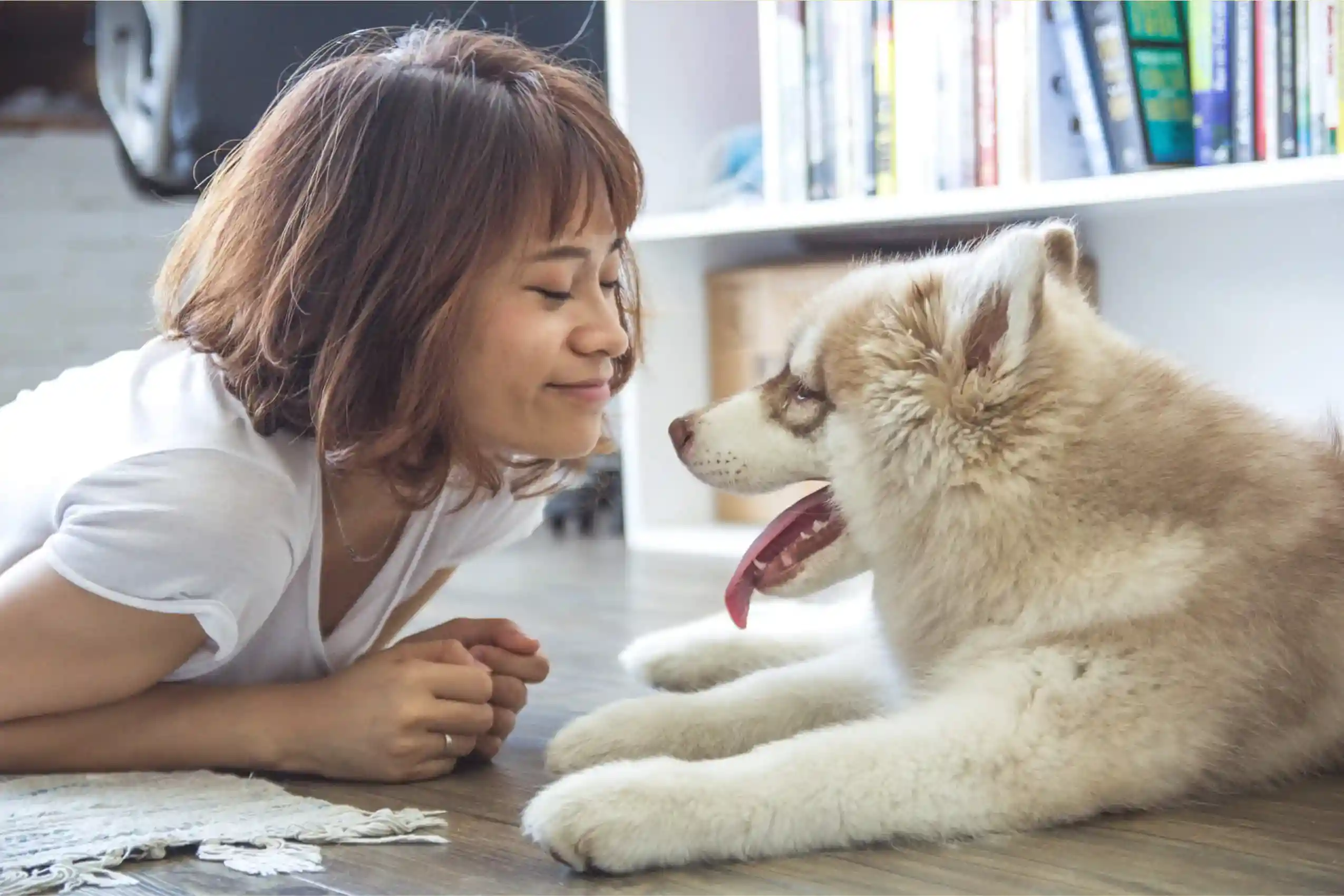 Cómo calcular la edad humana de un perro