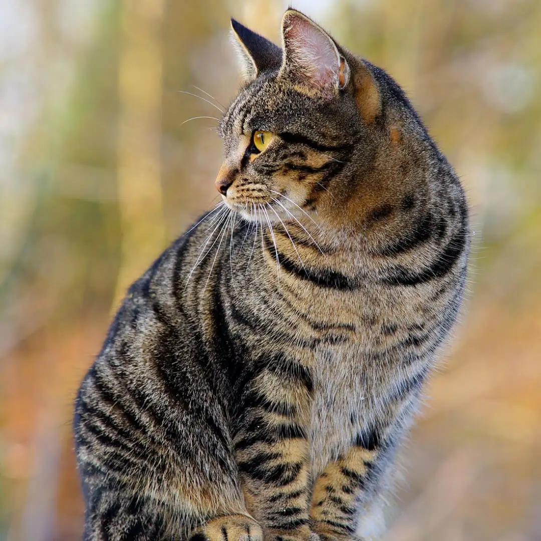 Cuántos años humanos tiene un gato