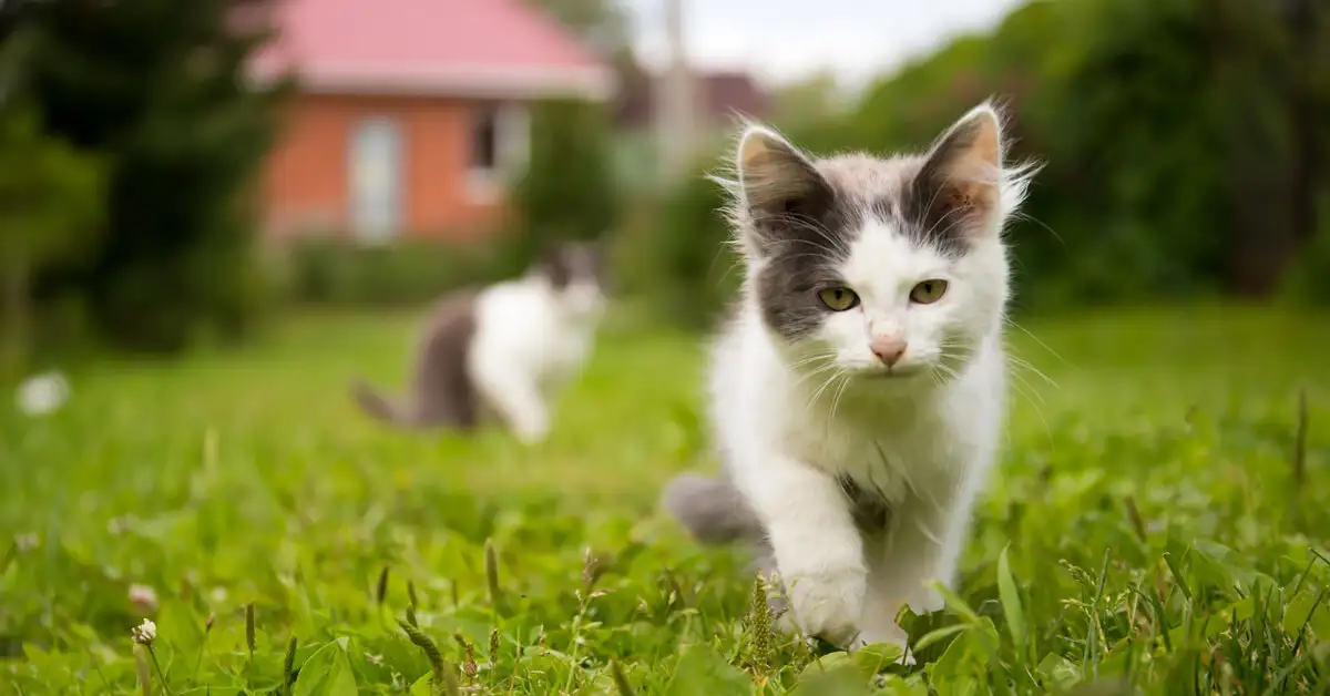 Fórmula tradicional para calcular la edad de un gato